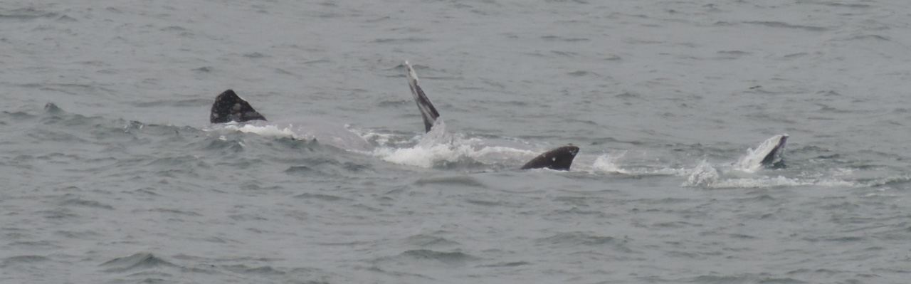 This image shows the fins of several gray whales above the surface of the water